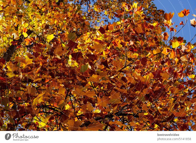 Fall landscape autumn tree with red and yellow colorful foliage under a blue sky. red yellow foliage low angle day view no people fallen leaves