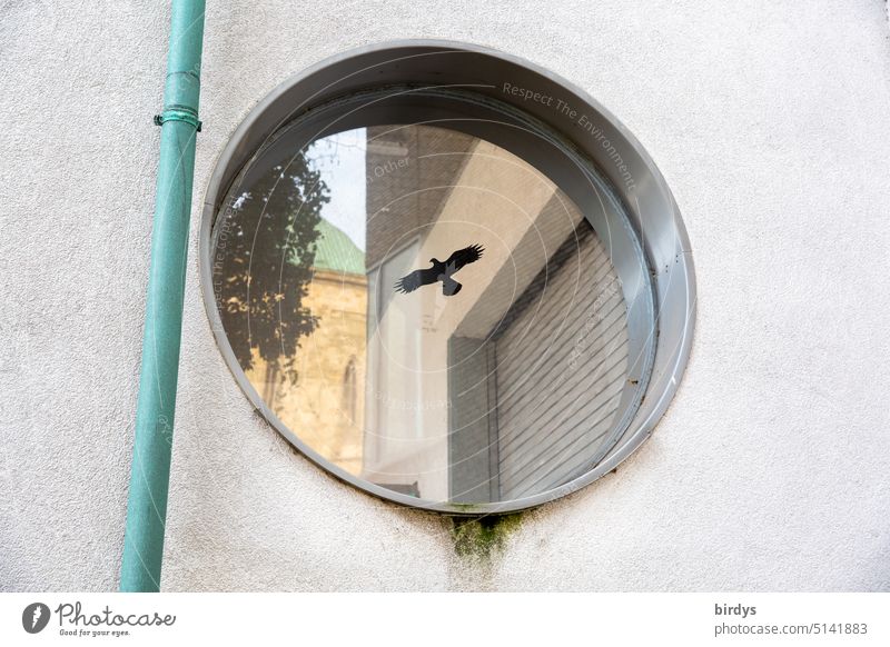 Reflection in a round window with a glued bird of prey Window Round reflection Bird bird protection house wall Glass Architecture Flying stickers Downspout