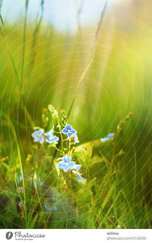The blue flower speedwell, in the greane, greane grass honorary prize little flowers Flower Blue Veronica Plant Meadow Green Blossoming Summer Close-up