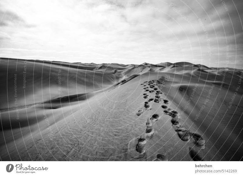 Traces in the sand wide Fantastic dunes Exterior shot Africa Namibia Far-off places Sand especially sandwich harbour Desert Wanderlust travel Dream Nature