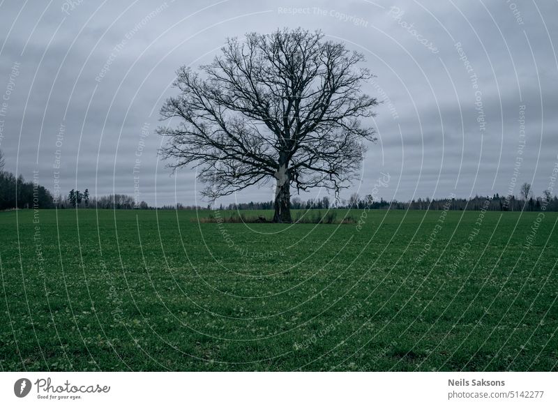 black naked oak tree on green field. leafless bare majestic wide branchy nature agricultural field autumn green colour overcast sky cloudy gray sky big tree