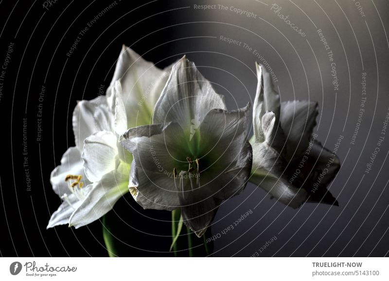 White amaryllis fully bloomed in soft dim daylight and shade Amaryllis Hippeastrum amaryllidaceae Blossoming fully blossomed blossoms petals Stamen Stamp handle