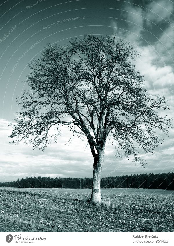 naked tree Tree Field Loneliness Clouds color cast Nature Landscape Black & white photo