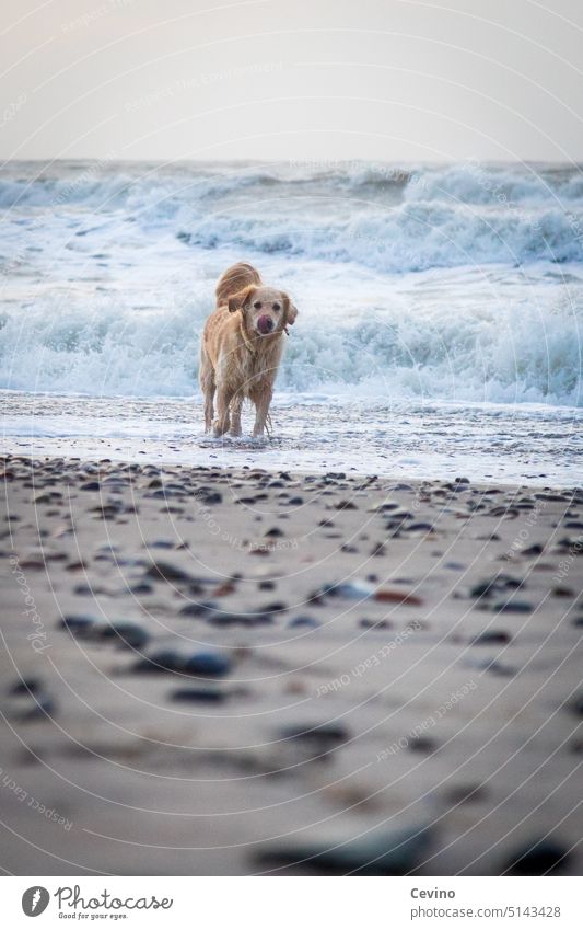 Dog on the beach Beach Water Ocean Lake Sand Waves Wind Foam four-legged friends Golden Retriever fur nose Wet look Tongue lick cute Cute paws Paw Brash stones