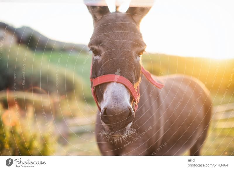 Sunset donkey- Animal Nature Exterior shot Cute animal world Animal portrait Landscape Pet Colour photo Looking Curiosity Donkey Nostrils