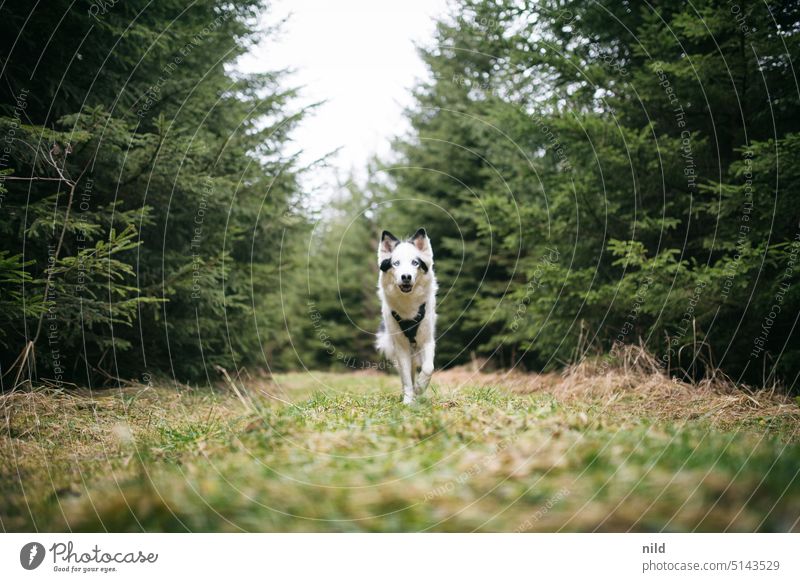 Happy dog in the forest runs towards the camera Dog Pet Animal Exterior shot go out with the dog Freedom Walking Movement Dog Run Walk the dog Nature