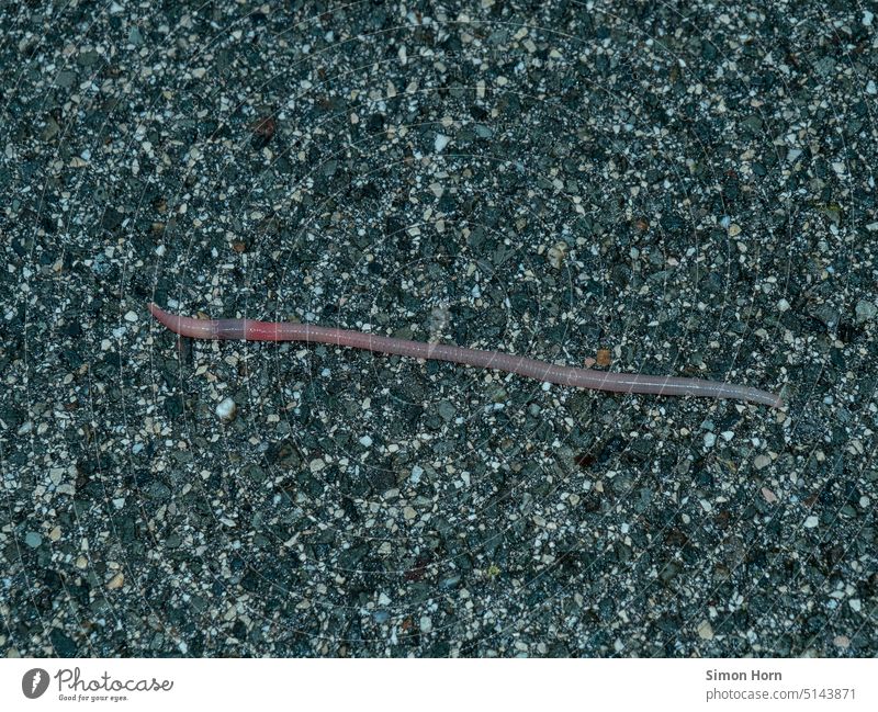 Earthworm on asphalt Asphalt Search Rainwater In transit Movement Wet Street Lanes & trails Long Thin Crossing Traverse Town