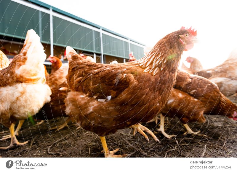 Organic free range chicken farming I Poultry Animal portrait Species-appropriate Gamefowl Free-roaming Keeping of animals Free-range rearing Biological