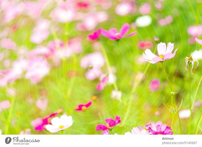 Beautiful pink cosmos flower garden. Pink flower field background. Spring season. Fresh environment. Pink, pale pink cosmos flowers with green leaves in garden. Background for happy, joy, and calm.