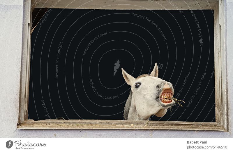 Photoshooting with white horse in a window of the riding stable Horse Mane bridle head Germany happiness animal teeth dentition