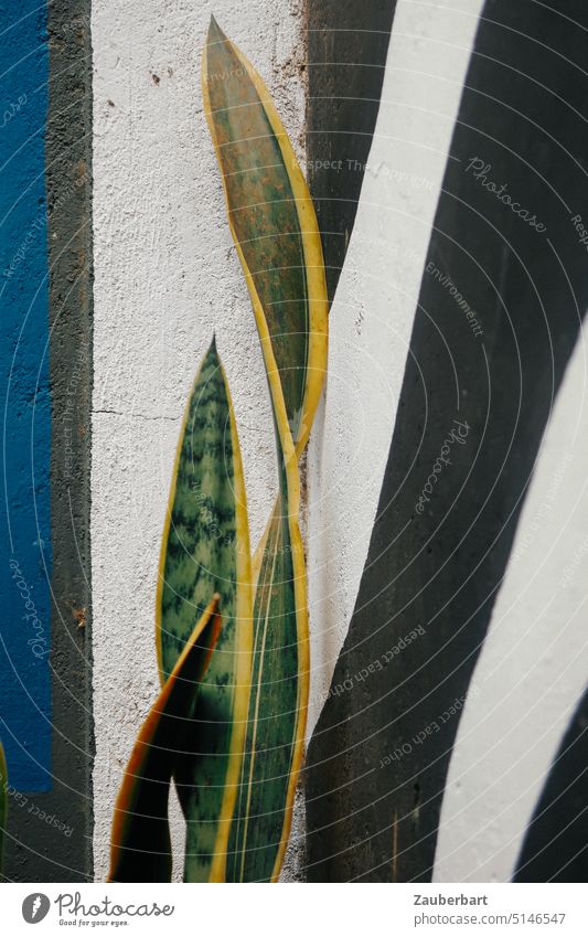Leaf of Dracaena (Sansevieria) trifasciata Laurentii (bow hemp) in front of a wall with black and white stripes and blue border as abstract image sansevieria