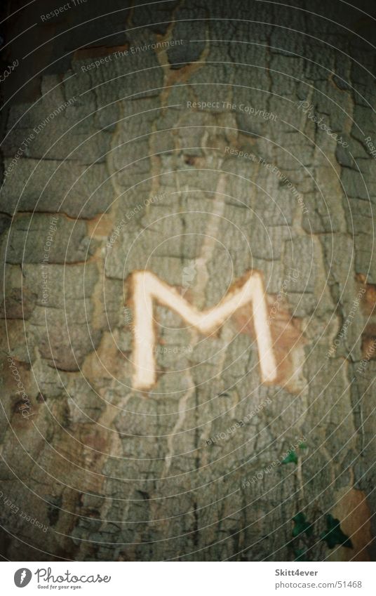 The unique M Tree Deciduous tree Leaf Wood Dark Loneliness Meaning Tree bark Carve Letters (alphabet) Bright Beetle Nature pocket knife Anonymous Latin alphabet