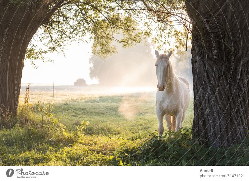 out of the haze in the morning light a white horse emerges between two trees and snorts, it looks like a mythical creature Mystic Mythical creature Horse Fog