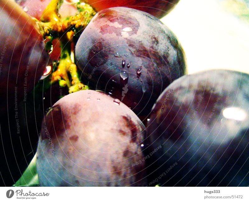 vitis vinifera Bunch of grapes Round Delicious Drops of water Damp Wet Fresh Dessert Healthy Vine Blue Fruit Macro (Extreme close-up) Water waterdrop plump