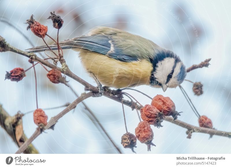 Feeding blue tit in berry bush Tit mouse Cyanistes caeruleus Head Beak Eyes Animal face Feather Plumed Grand piano Bird Claw Wild animal Twigs and branches Tree