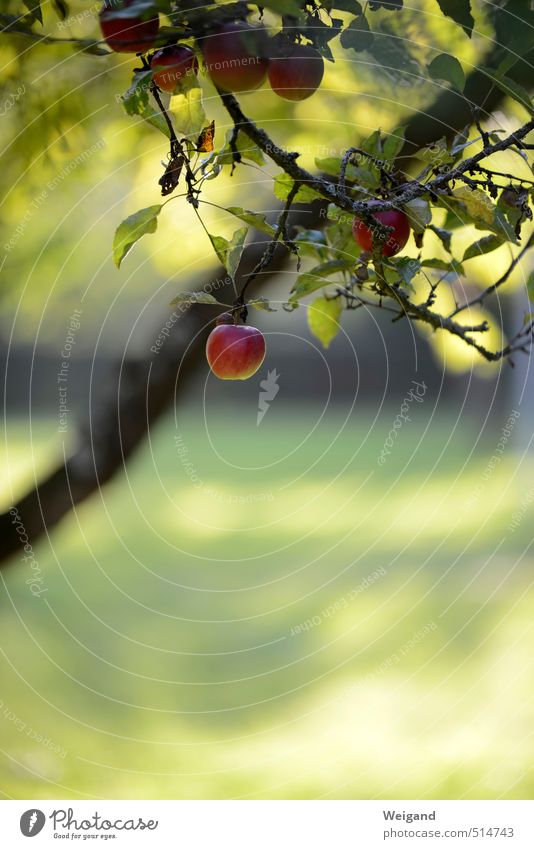 William Tell Food Fruit Apple Organic produce Relaxation Eating Hang Gray Red Harmonious Country life Apple tree Tree Autumn Autumnal Harvest Colour photo