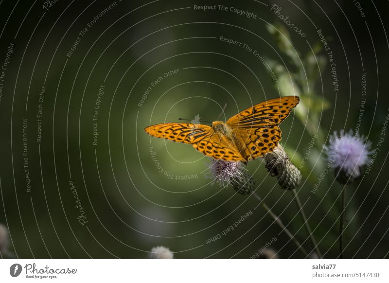 summer child Butterfly Silver-washed fritillary Argynnis paphia Nature pretty Summer Lepidoptera Thistle blossom Orange Colour photo Plant Animal Green