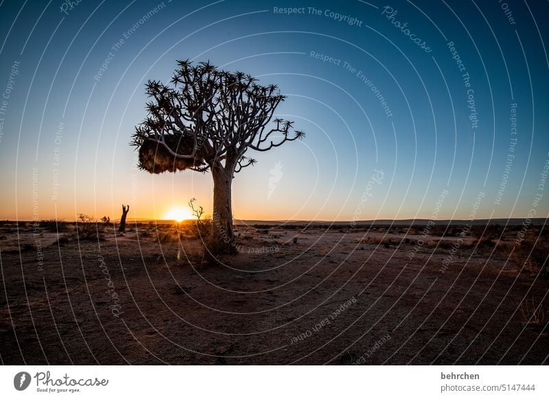 sunshine stories Fantastic Namib desert Sunrise romantic Idyll Wanderlust Sunlight Namibia travel Longing Nature Freedom especially Gorgeous Sky