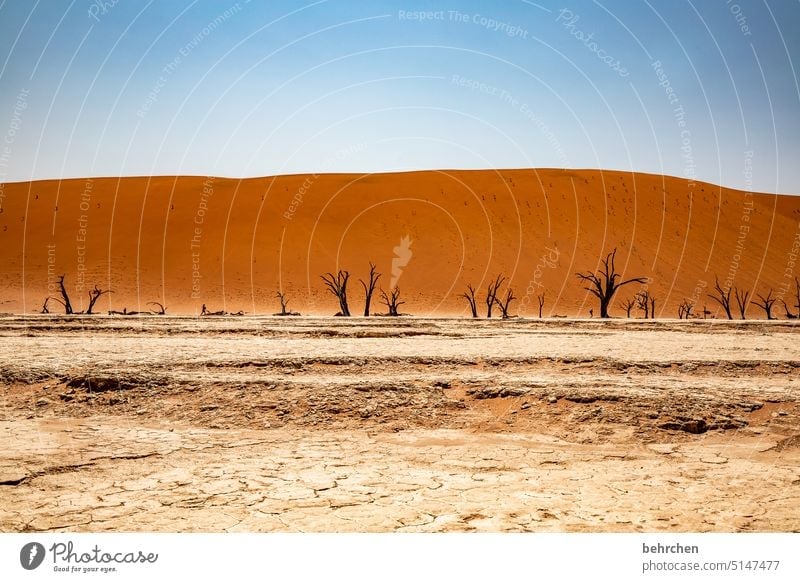 heartland namibia Desert Africa Namibia Far-off places Sossusvlei Sandstorm Dune 45 Sesriem Wanderlust Warmth