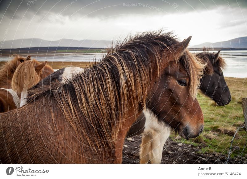 outside living friendly herd of horses ( Icelandic ponies in different colors ) in rainy weather in a beautiful plain by the river. Pony Coat colors Damp Wet