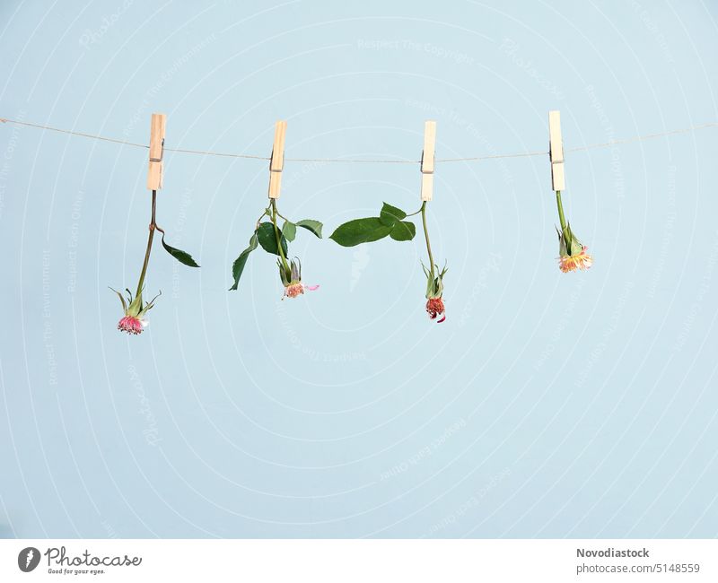 roses with no petals held by clothespin or clothes pegs, isolated on gray background, with copy space flowers dead flowers hanging hung dry flower petals