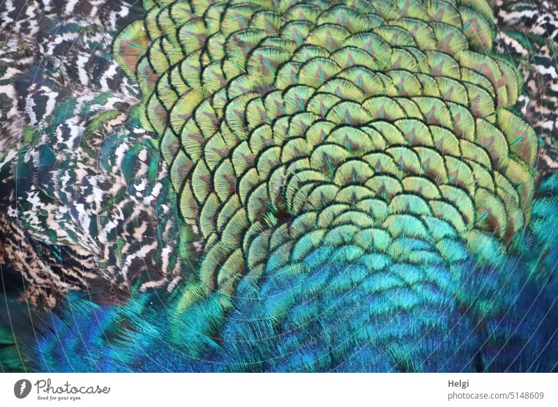 Plumage of male peacock, closeup Peacock peacock cock masculine plumage feathers feathered splendid Close-up Detail Bird Animal Colour photo Exterior shot