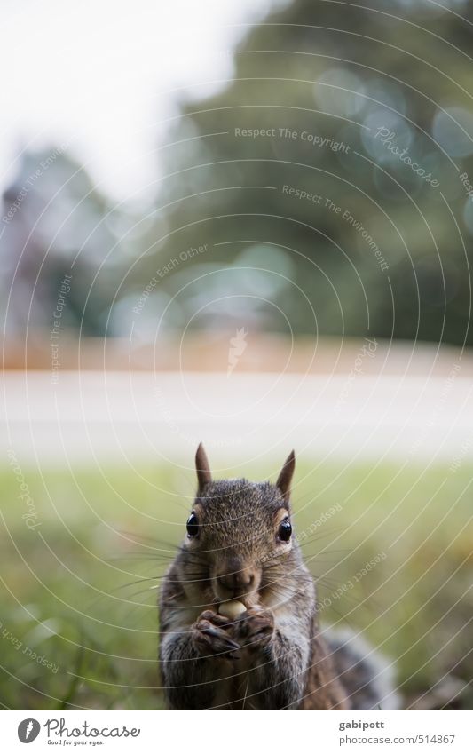 I don't care about time change. Environment Nature Plant Animal Beautiful weather Squirrel Observe Eating Friendliness Happiness Cuddly Curiosity Cute