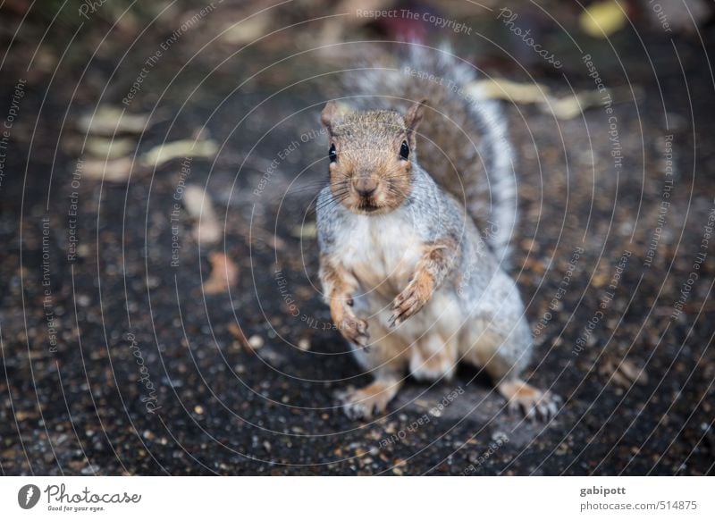 Doesn't she still have a nut? Animal Wild animal Squirrel 1 Observe Feeding Brash Friendliness Happiness Natural Curiosity Cute Love of animals Life Nature