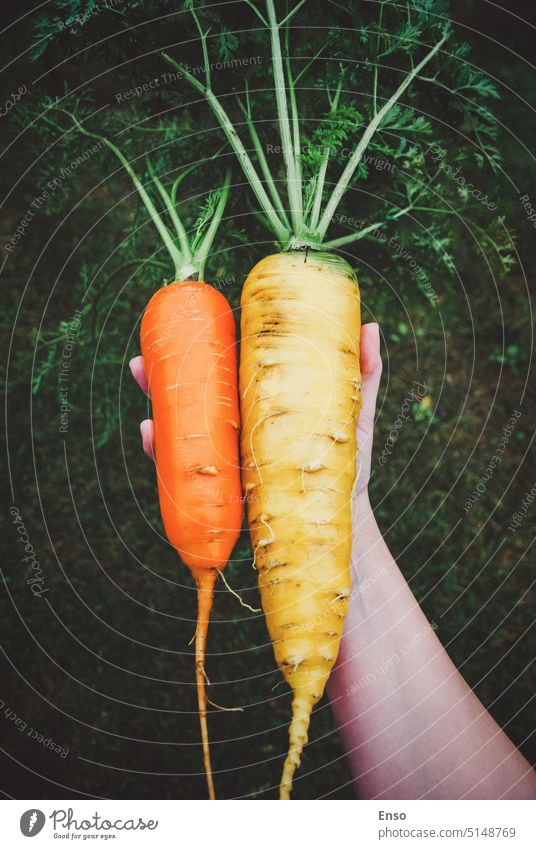 Carrots in hand, large and huge carrots from organic farming Hand Large Harvest Gardener Woman Size Affairs Complain two Small Enormous medium size Normal