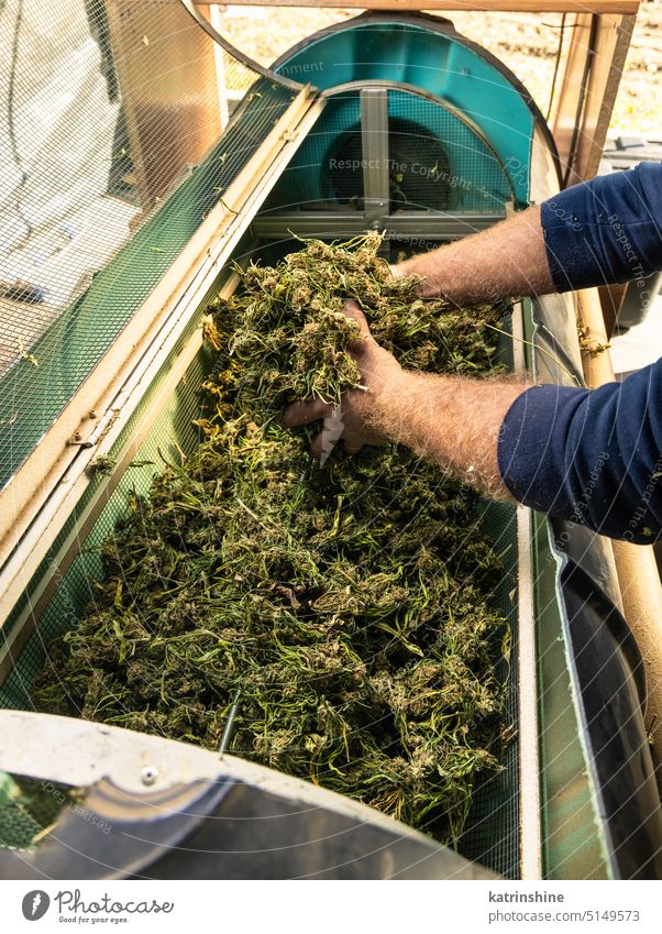 Farmer Worker puts Marijuana buds in an electric trimmer machine. Organic Cannabis Sativa fabric farmer cannabis harvest plant green Leaves CBD medicinal