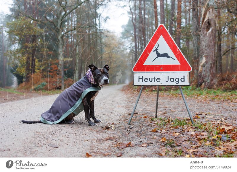 Dog with jacket sits in autumn forest next to today hunting sign and looks at camera well-behaved Hunter train Drag hunt Animal protection high level Slayer