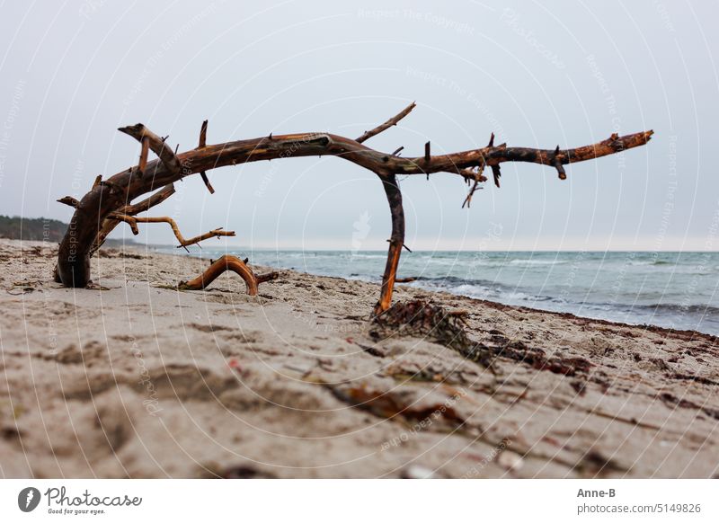 Driftwood Branches Royalty-Free Images, Stock Photos & Pictures