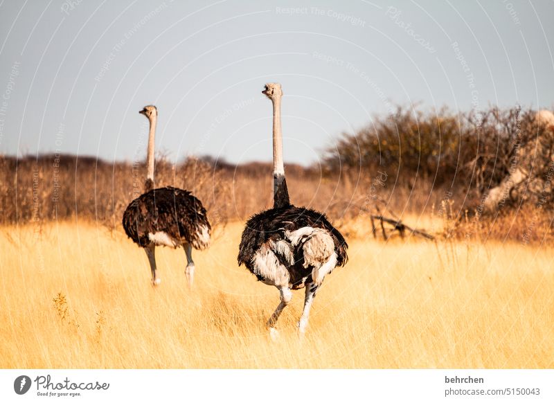 "hilfegard, now don't run away again!!!" Wildlife Animal Animal portrait Couple feathers Bird Ostrich ostrich feathers Grass etosha national park Etosha Africa
