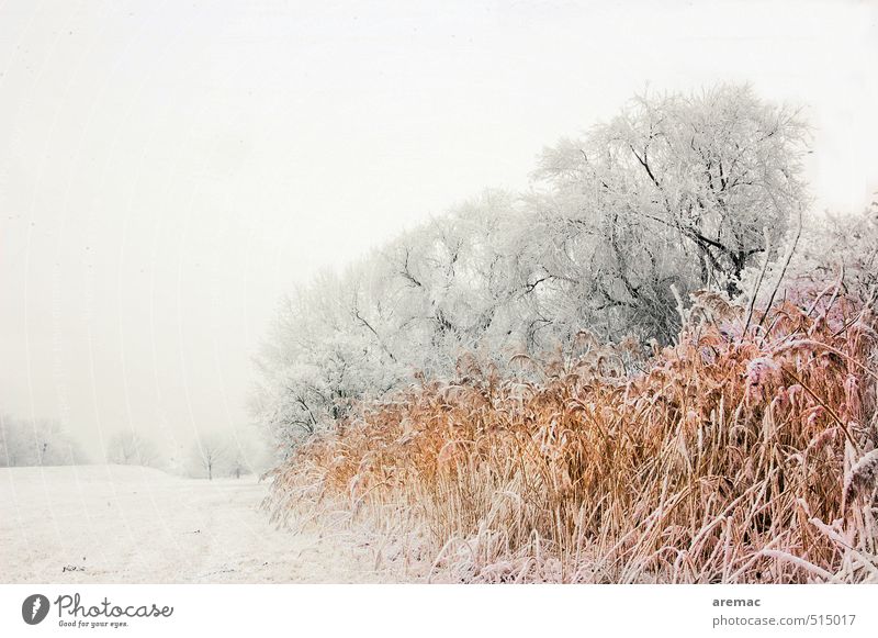 freezing cold Winter Landscape Plant Ice Frost Snow Tree Grass Bushes Meadow River bank Cold Gray Moody Calm Nature Colour photo Subdued colour Exterior shot