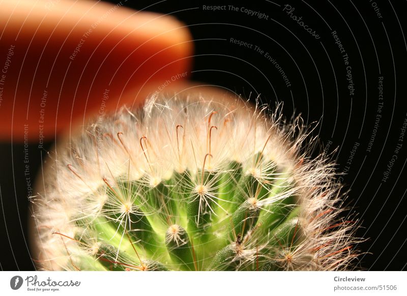 Nature in detail Cactus Black Plant Macro (Extreme close-up) Magnifying glass Thorn Detail Lens prick pricks