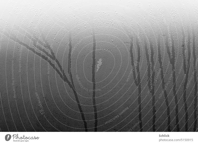 Dew on painted sheet metal Tin Varnish car Tree structure closeup Black & white photo Rich in contrast Car Detail Exterior shot Water Drops of water Condensate