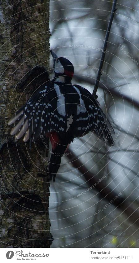 Great spotted woodpecker with spread wings on a tree Spotted woodpecker Woodpecker Bird Animal Colour photo Animal portrait Exterior shot Wild animal Beak