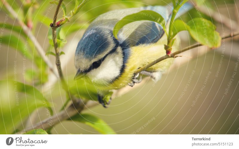 Blue tit on a branch in approach Tit mouse Nature Bird Exterior shot Garden Animal portrait Colour photo Wild animal Cute Small Yellow Feather Beak White