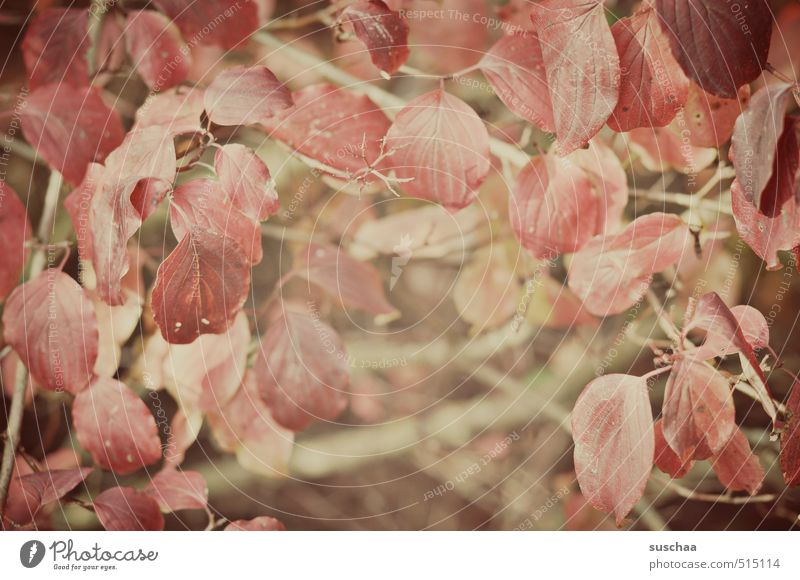 leafy Nature Plant Autumn Bushes Leaf Warmth Red Branchage Undergrowth Colour photo Subdued colour Exterior shot Pattern Structures and shapes Day
