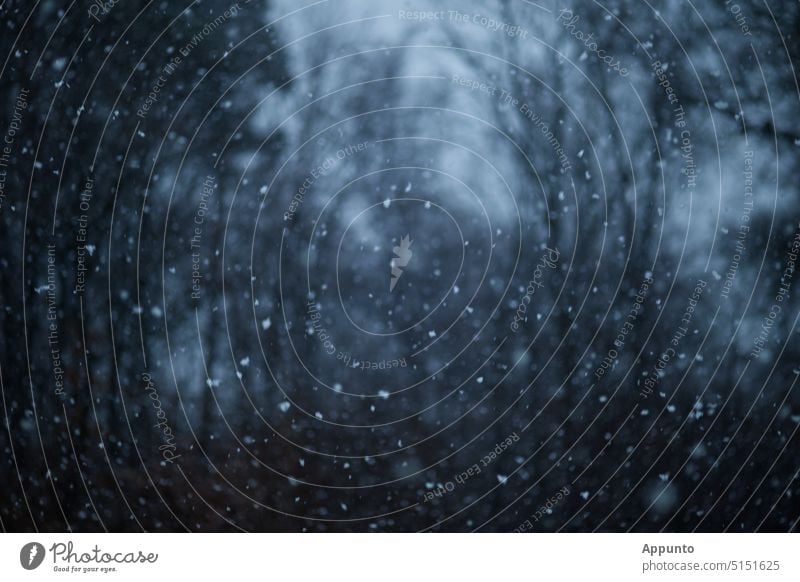 Snow flurry against a blurred background of forest with only dimly delineated monochrome blue-black trees snowflakes Snowfall Weather Forest Monochrome Blue