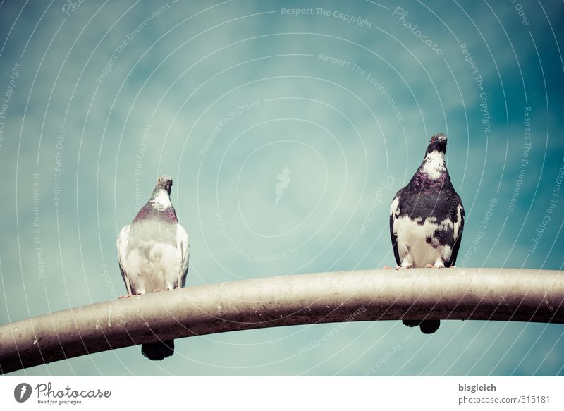 pigeon couple Sky Clouds Bird Pigeon 2 Animal Sit Blue Gray Colour photo Exterior shot Deserted Copy Space top Day