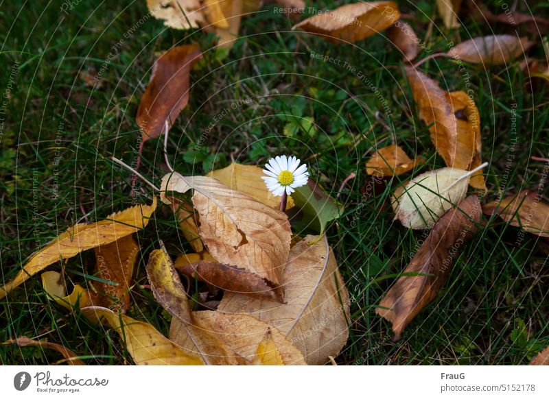 again and again | daisy blooms Autumn Meadow Grass foliage Autumn leaves coloured leaves little flowers korbblüter Seasons autumn mood Autumnal autumn colours