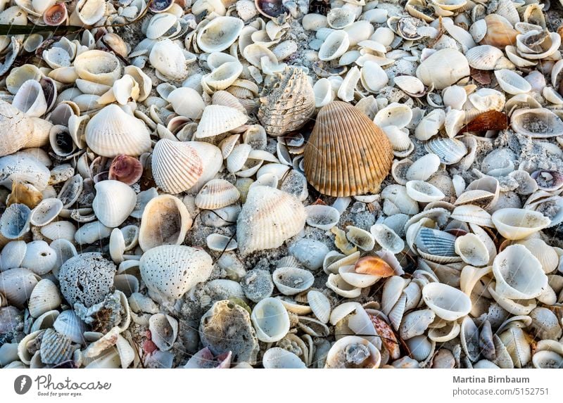 Full frame shot of sea shells on a Florida beach florida sand nature summer pattern seashell water full frame no people travel backgrounds closeup outdoors