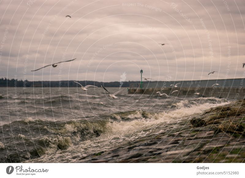 close to nature | seagulls fly over the water in search of food during strong swells Mole Flying Water Waves Baltic Sea Bodden Clouds Winter Nature Hunting Wind