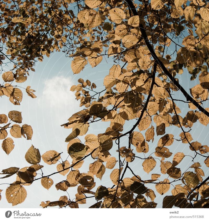 Before the fall Environment Nature Landscape Plant Cloudless sky Autumn Climate Weather Beautiful weather Tree Leaf Deciduous tree To dry up Bright Natural Dry