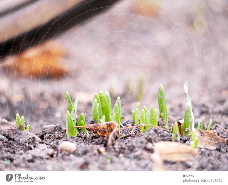 Caution spring! Do not run over! Spring Snowdrop seedling Germinate Nature Garden Growth Sámen Fresh Sprout youthful Plant Flower Ground Earth