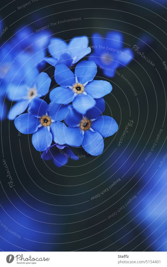 Forget-me-not blue and romantic spring flowers spring blossoms blue flowers Spring Flowering little flowers Spring flowering plant blue blossoms daintily