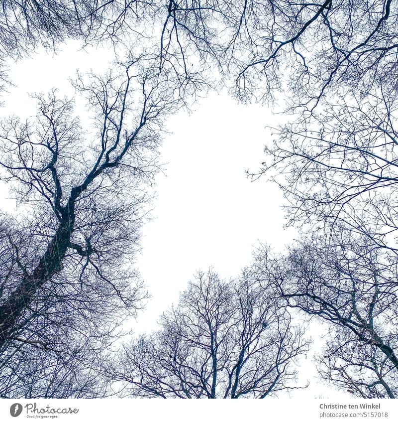 View upwards into winter bare tree tops bare trees view from below Autumn Winter English oak Quercus robur oaks Worm's-eye view Upward Seasons Sky