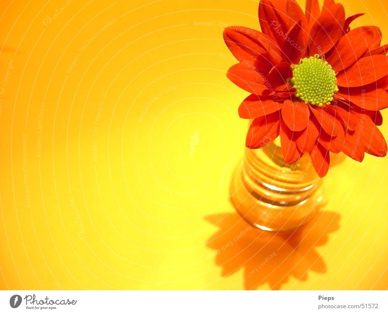 Single flower in glass Interior shot Macro (Extreme close-up) Copy Space left Shadow Plant Flower Blossom Decoration Blossoming Esthetic Yellow Red Transience