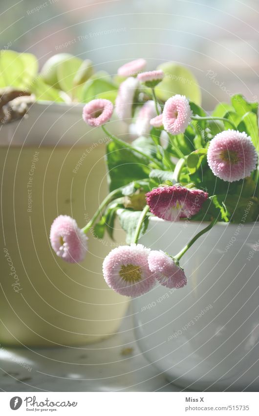 bellis Decoration Spring Flower Blossom Pot plant Blossoming Daisy Flowerpot Window board Colour photo Interior shot Close-up Deserted Light